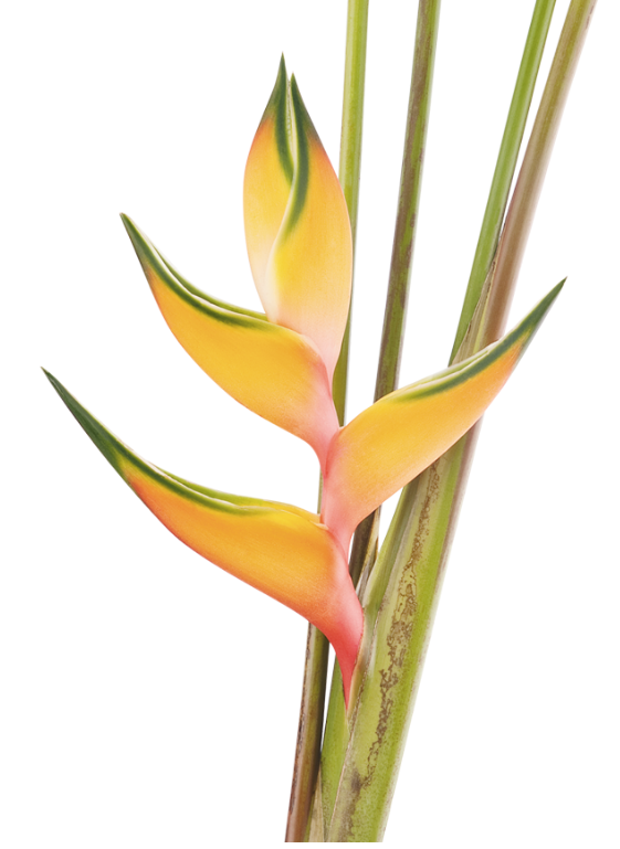 Stricta Las Cruces Aurora Flowers